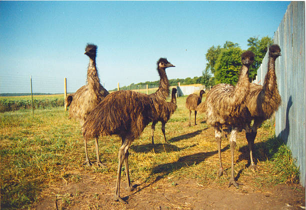 istock Happy healthy emu 477271975