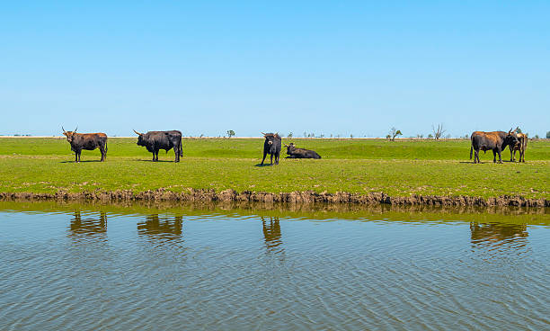 istock Herd of heck cattle in a sunny field in spring 477272784