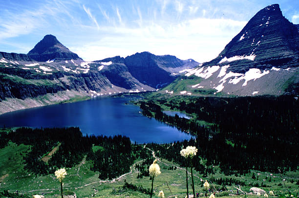 hidden lake, glacier national park, bärengras blumen - montana british columbia glacier national park mountain mountain range stock-fotos und bilder