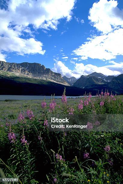 Garofanino Maggiore Il Lago Mcdonald Estate Fiori Glacier National Park - Fotografie stock e altre immagini di Ambientazione esterna