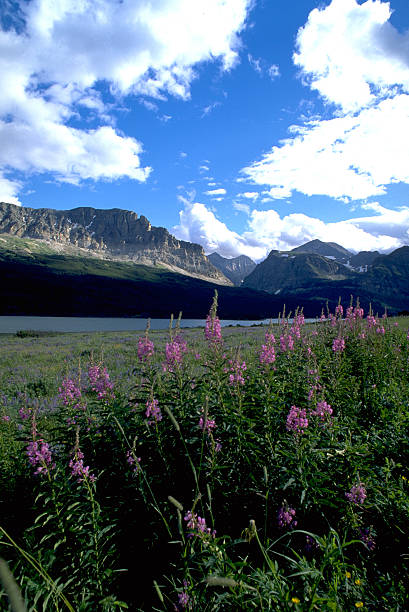 иван-чай узколистный, озеро mcdonald летние цветы, национальный парк глейшер - montana british columbia glacier national park mountain mountain range стоковые фото и изображения