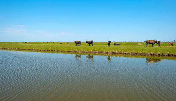 istock Herd of heck cattle in a sunny field in spring 477273192