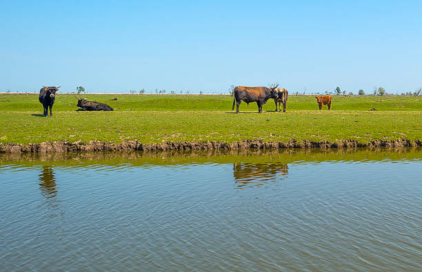 istock Herd of heck cattle in a sunny field in spring 477273196