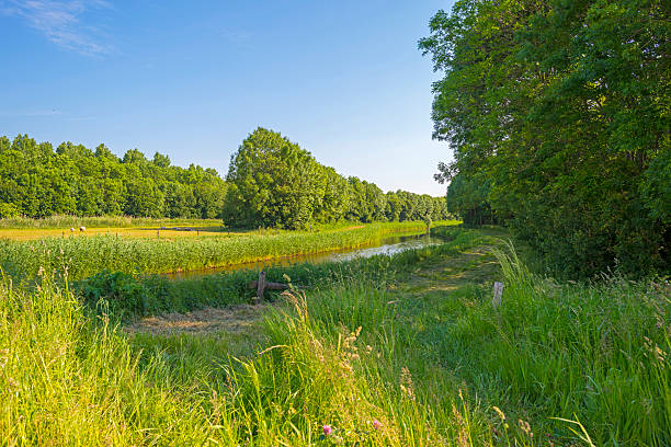 istock Trees along a river through the countryside 477273554