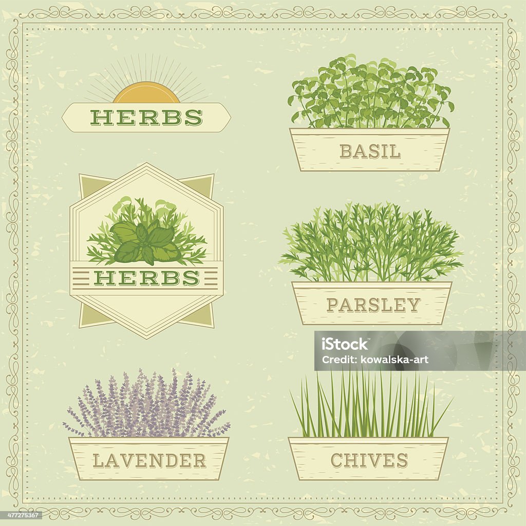 potted herbs isolated potted herbs, lavender,chamomile, parsley, chives  and basil, herbal vintage background Aromatherapy stock vector