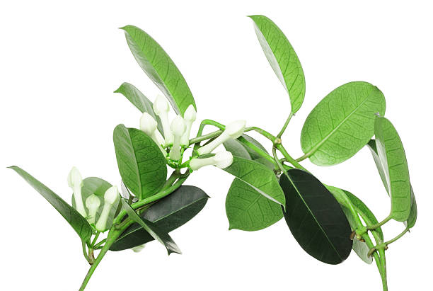 istock Stefanotis flower on white background 477275597