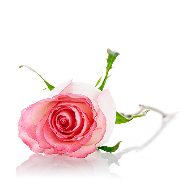 istock Bud of a pink rose. 477275986