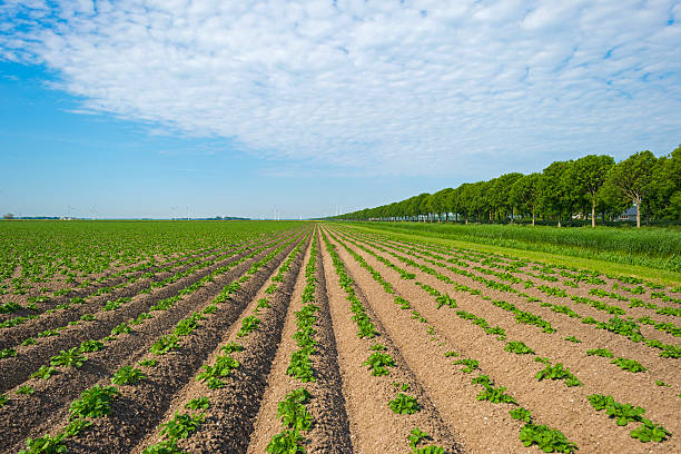 istock Vegetables growing on a sunny field in spring 477276586