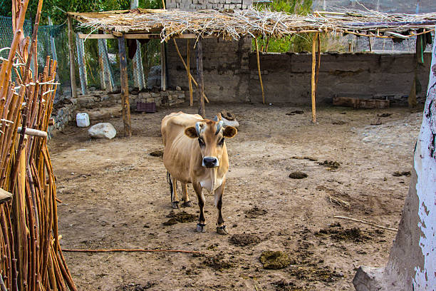 istock cown in an animal Farm 477278914