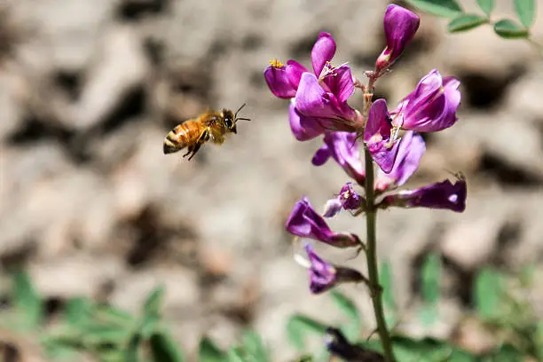 Image of a bumblebee flying towards a cluster of flowers.  The plant is a Crescent Milkvetch.  It is common to Colorado.  The insect is going to land on the flower to collect pollen.