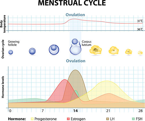 ilustraciones, imágenes clip art, dibujos animados e iconos de stock de ciclo menstrual - ovulation