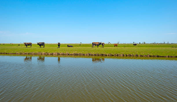 istock Herd of heck cattle in a sunny field in spring 477281964