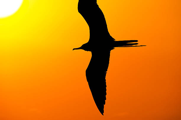 istock Freedom Bird Flying Silhouette of Hope 477284686