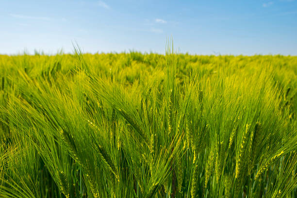 istock Wheat growing on a sunny field in spring 477285090