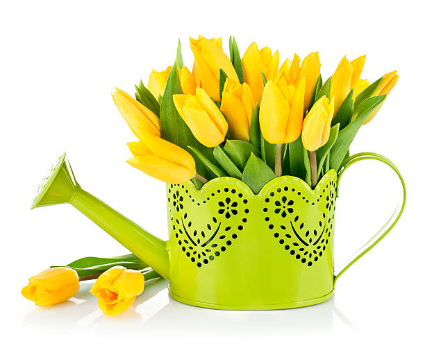 istock Bunch yellow tulips in watering can 477285113