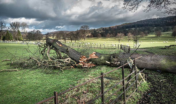 Powalone drzewo uszkodzeń – zdjęcie
