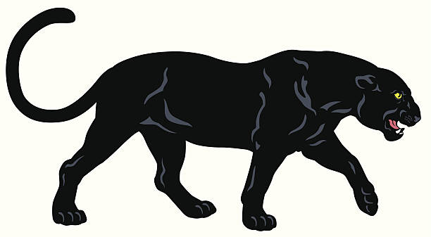 788 Black Panther Illustrations & Clip Art - iStock | Black panther marvel, Black  panther isolated, Black panther cub