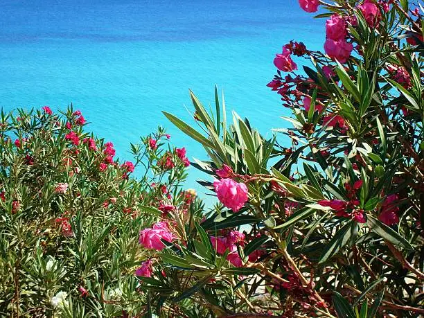 Pink flowers overlooking a rich, blue sea