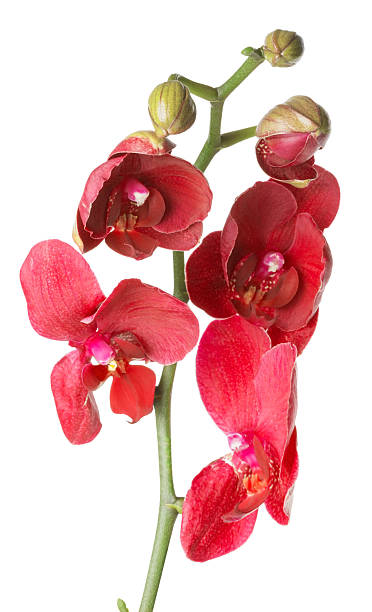 istock red orchid on the white background 477289947