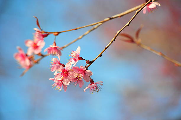istock Colorful Wild Himalayan Cherry in Thailand 477290143