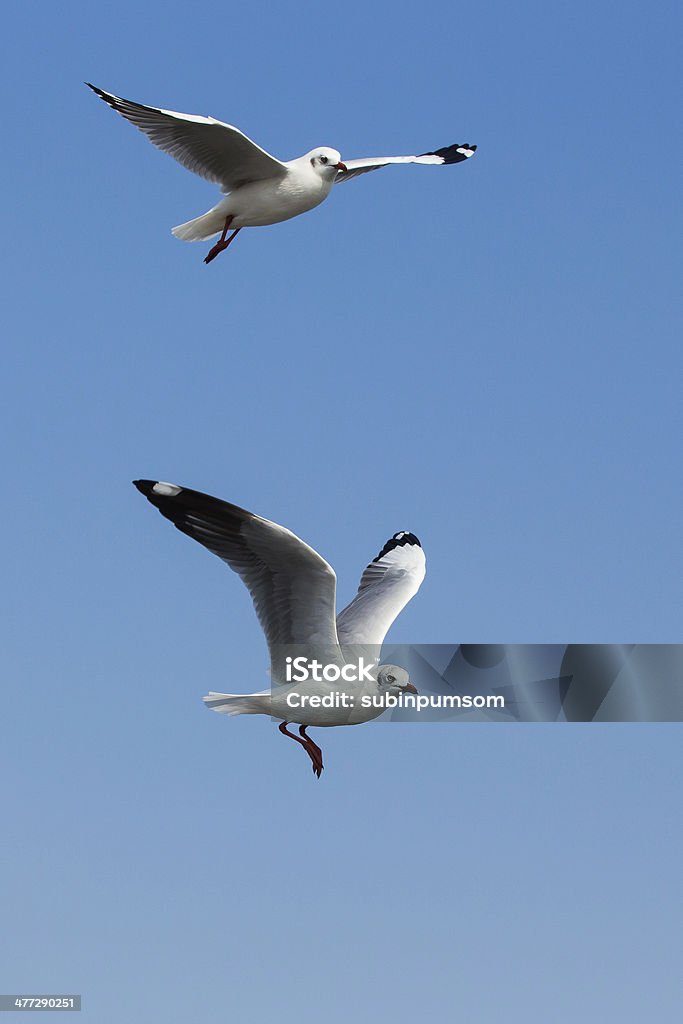 Gaviotas volando en acción en Bangpoo Tailandia - Foto de stock de Aire libre libre de derechos