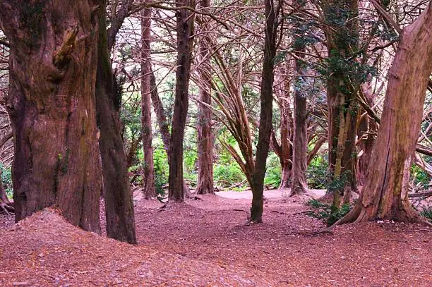 View through a wooded area that is mainly pink in colour with some green foliage.