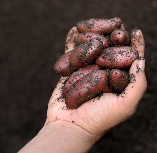 istock Newly harvested potatoes 477295838