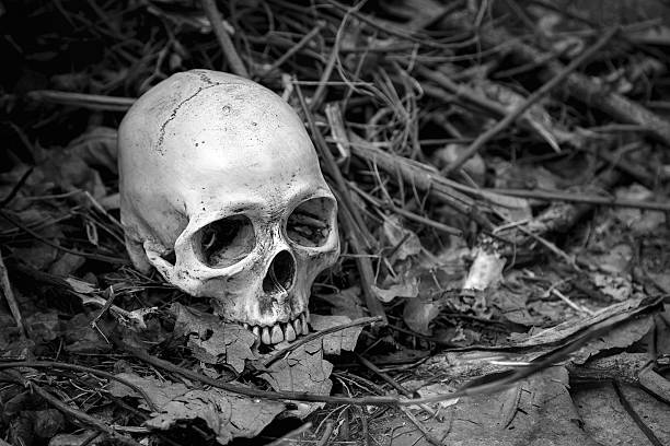 istock Still life with skull in black and white 477296176
