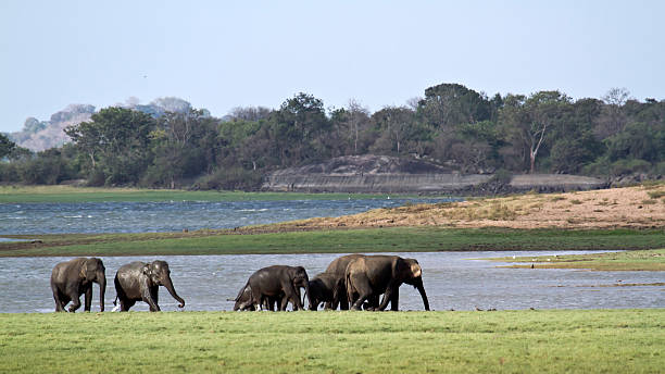 istock Asian elephant in Minneriya, Sri Lanka 477296192
