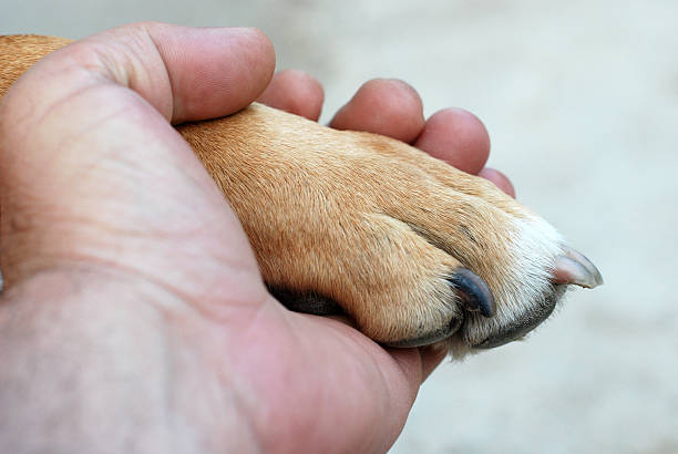 istock Man hand holding amstaff dog paw 477296324