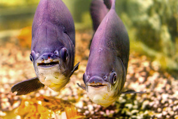 wunderschöne aquarium-fische schwarze pacu - orinoco river stock-fotos und bilder