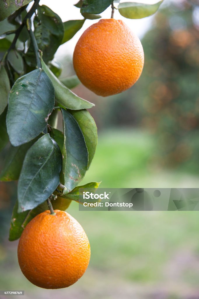 Fresh oranges fresh oranges hanging on a branch Agriculture Stock Photo