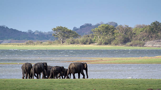 アジア象にミンネリヤ,スリランカ - north central sri lanka ストックフォトと画像