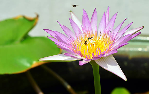 istock Closeup lotus and insect 477299400