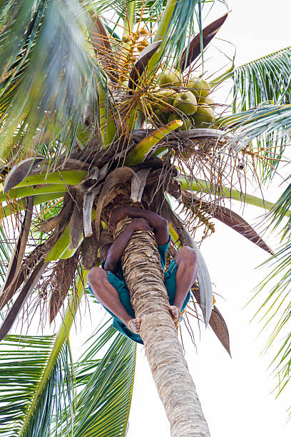 arrampicata palma da cocco e la raccolta di frutta - africa agriculture zanzibar industry foto e immagini stock