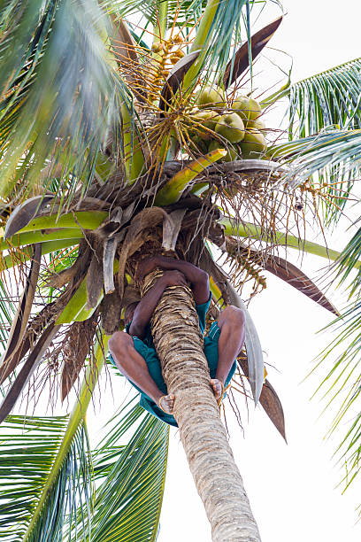 восхождение кокосовые пальмы и сбор фруктов - africa agriculture zanzibar industry стоковые фото и изображения