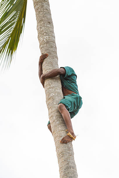 arrampicata palma da cocco e la raccolta di frutta - africa agriculture zanzibar industry foto e immagini stock