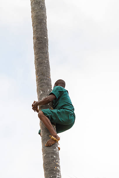 arrampicata palma da cocco e la raccolta di frutta - africa agriculture zanzibar industry foto e immagini stock