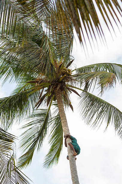восхождение кокосовая palm - africa agriculture zanzibar industry стоковые фото и изображения