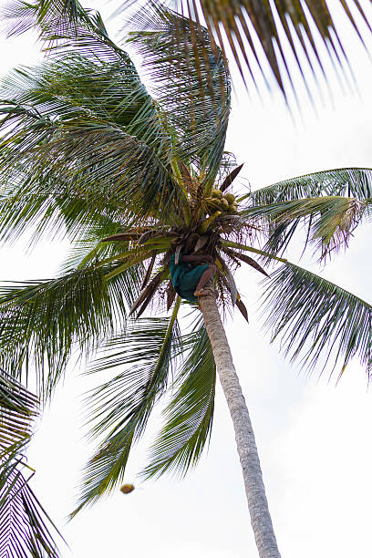 arrampicata palma da cocco e la raccolta di frutta - africa agriculture zanzibar industry foto e immagini stock