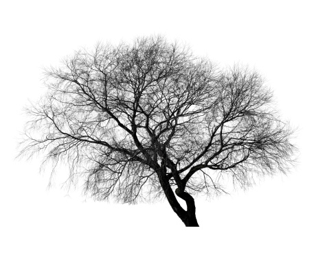 Black leafless tree photo silhouette on white background