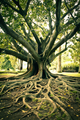 Tree roots at Park.
