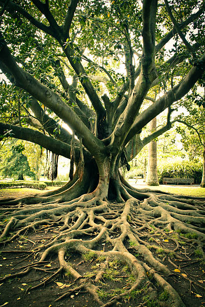 Tree roots. Tree roots at Park. old tree stock pictures, royalty-free photos & images