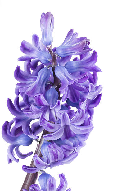 istock blue hyacinth on the white background 477301217