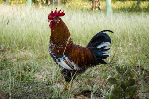 Colorful rooster in grass background