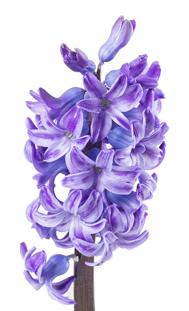 istock blue hyacinth on the white background 477301293