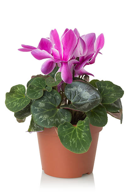 istock cyclamen flower on a white background 477301303