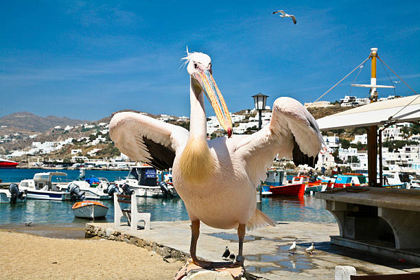 istock Pelican of Mykonos Greece 477302845