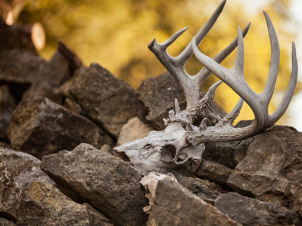 deer scull - deer skull photos et images de collection