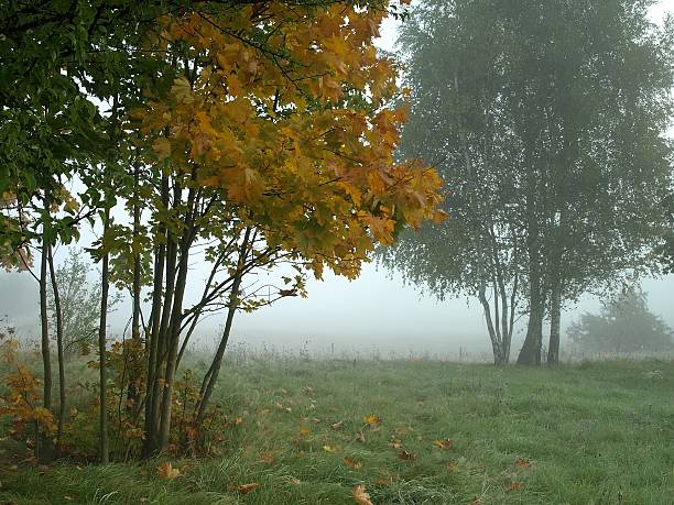 autunno con nebbia - masuren foto e immagini stock